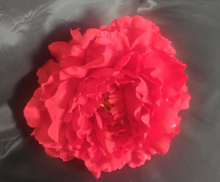 Peonia coral