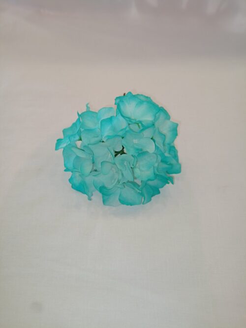 Flor hortensia